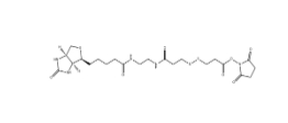 142439-92-7 BIOTIN DISULFIDE N-HYDROXY-SUCCINIMIDE ESTER 生物素-雙酰胺-二硫鍵-活性酯