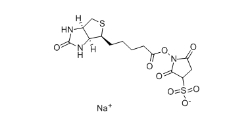 119616-38-5 蛋白標記用 Biotin Sulfo-Osu 生物素 3-磺酸基-N-羥基琥珀酰亞胺鈉鹽