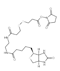 142439-92-7；Biotin-bisamido-SS-NHS ester；3-[3-[2-(生物素酰胺)乙基]氨基-3-氧代丙基]二硫基]丙酸琥珀酰亞胺酯	