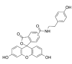 210236-90-1，F(xiàn)luorescein Tyramide，F(xiàn)ITC-Tyramide，熒光素酪胺
